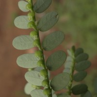 Phyllanthus amarus Schumach. & Thonn.